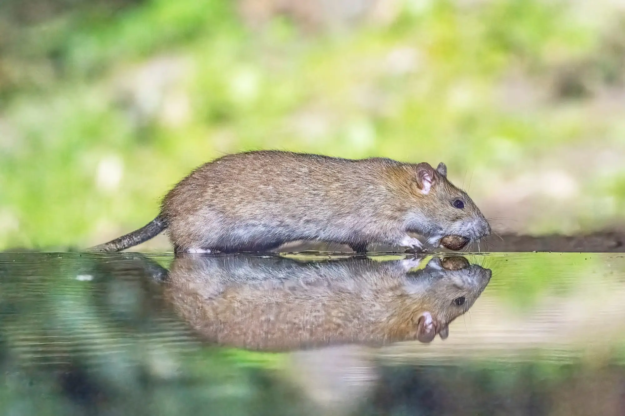 Rat brun marchant au bord de l'eau