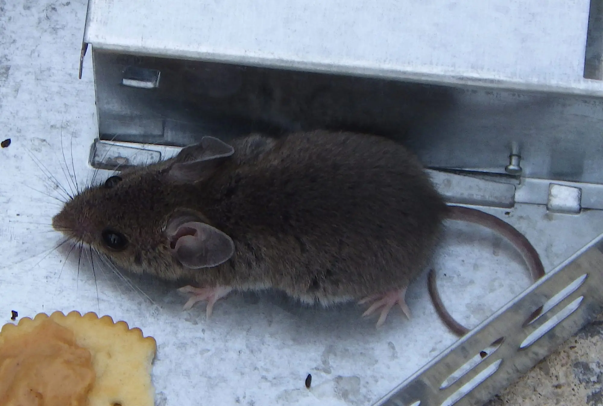 Souris grise près d'un piège