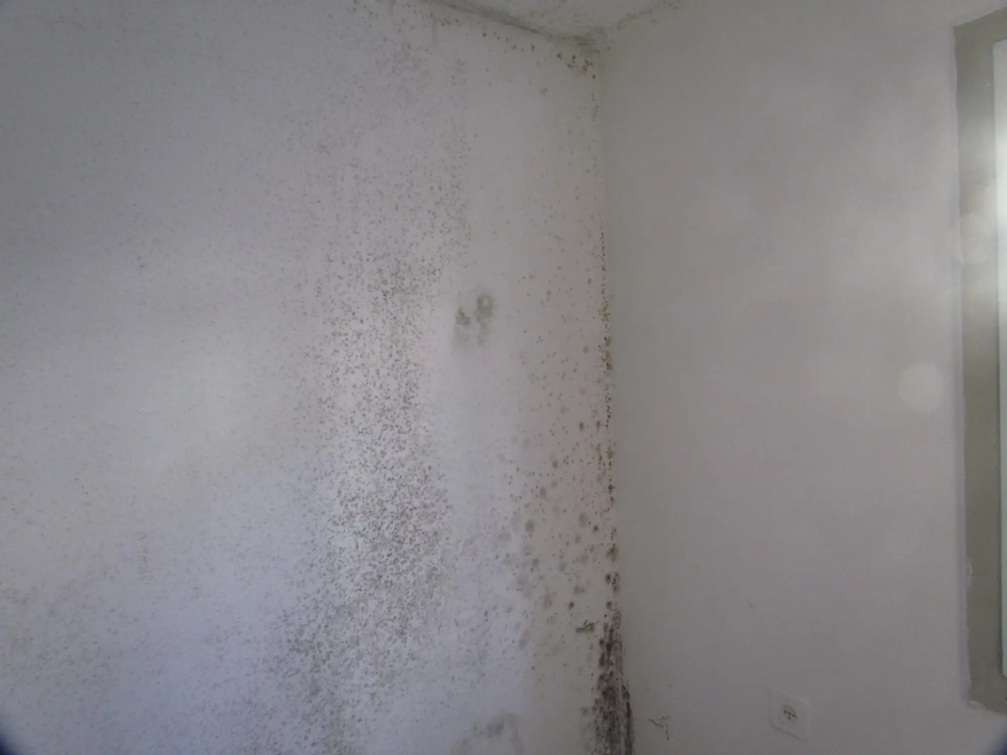 Moisissures noires dans l'angle d'un mur intérieur