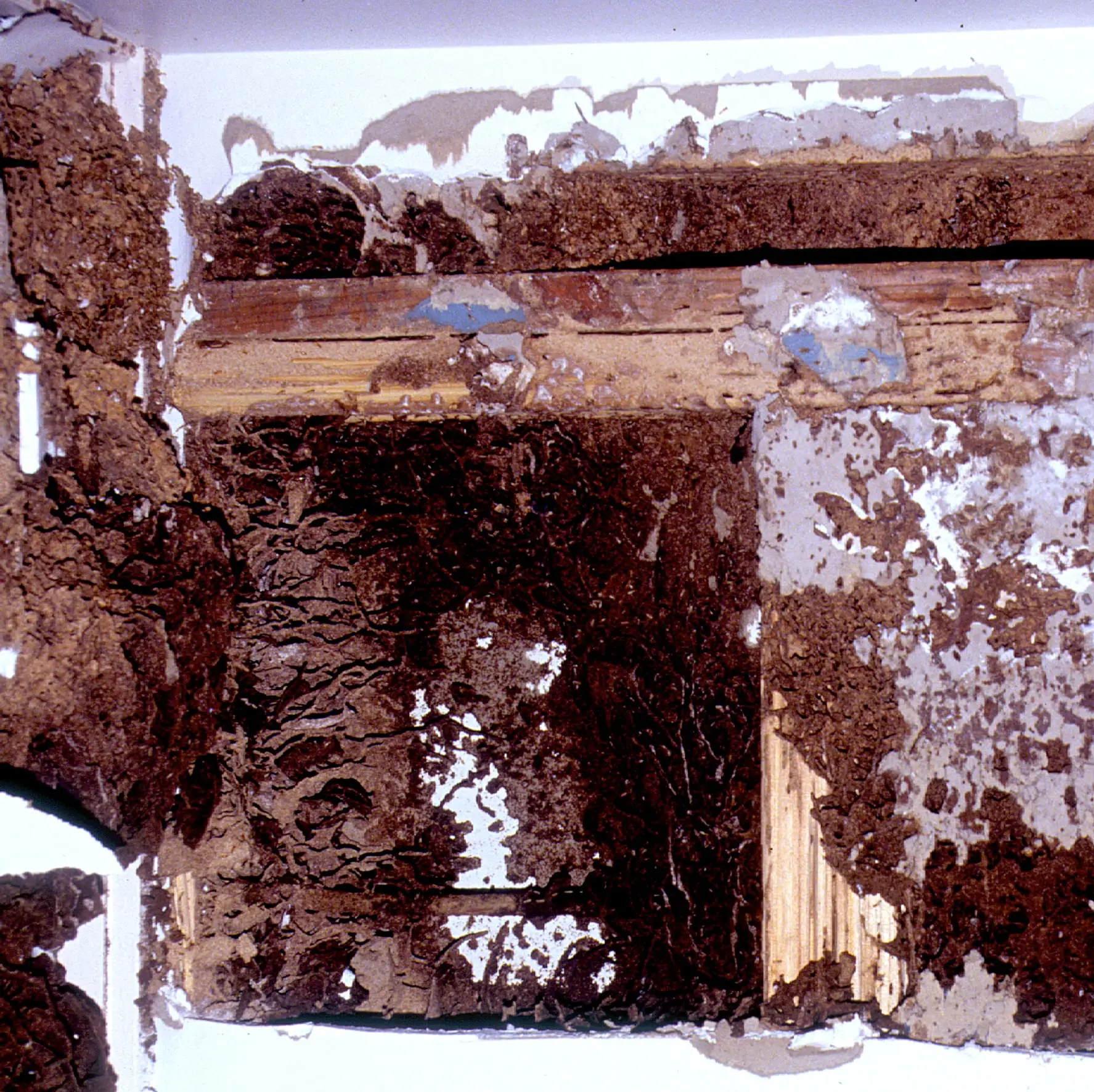 Encadrement en bois détruit par des termites